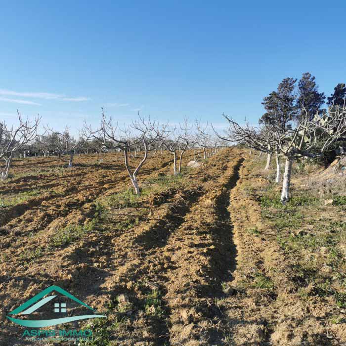 Vt773 terrain agricole 5 337 m2 à kelibia