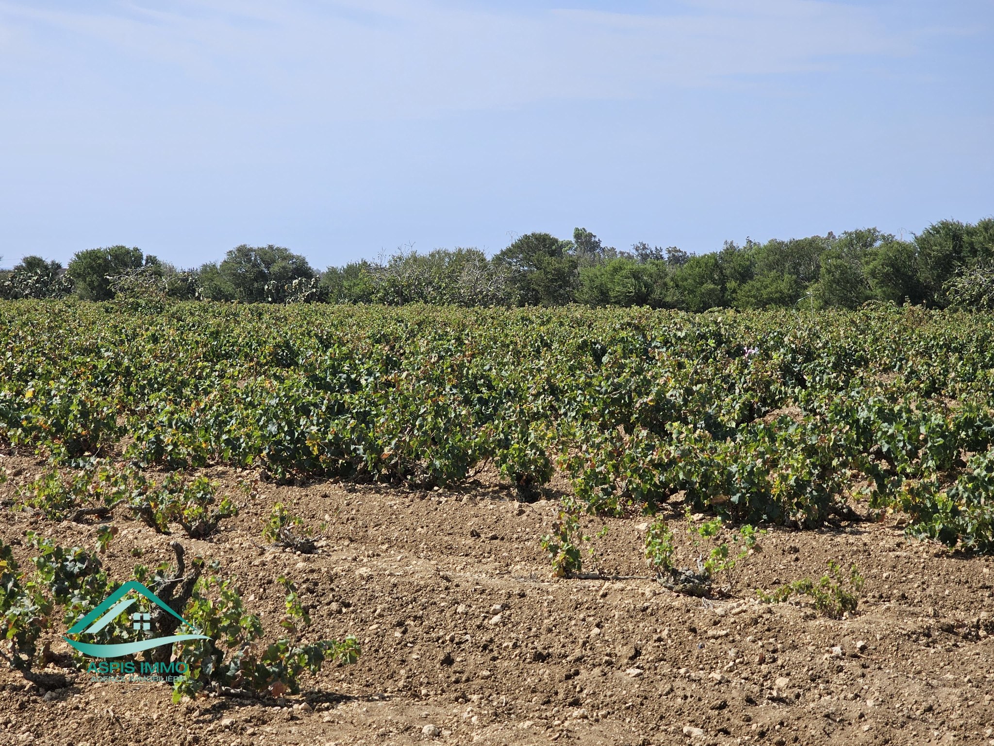 Vt924 terrain agricole 28170 m2 à kelibia