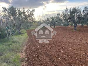 Terrain agricole kalaa ref154a