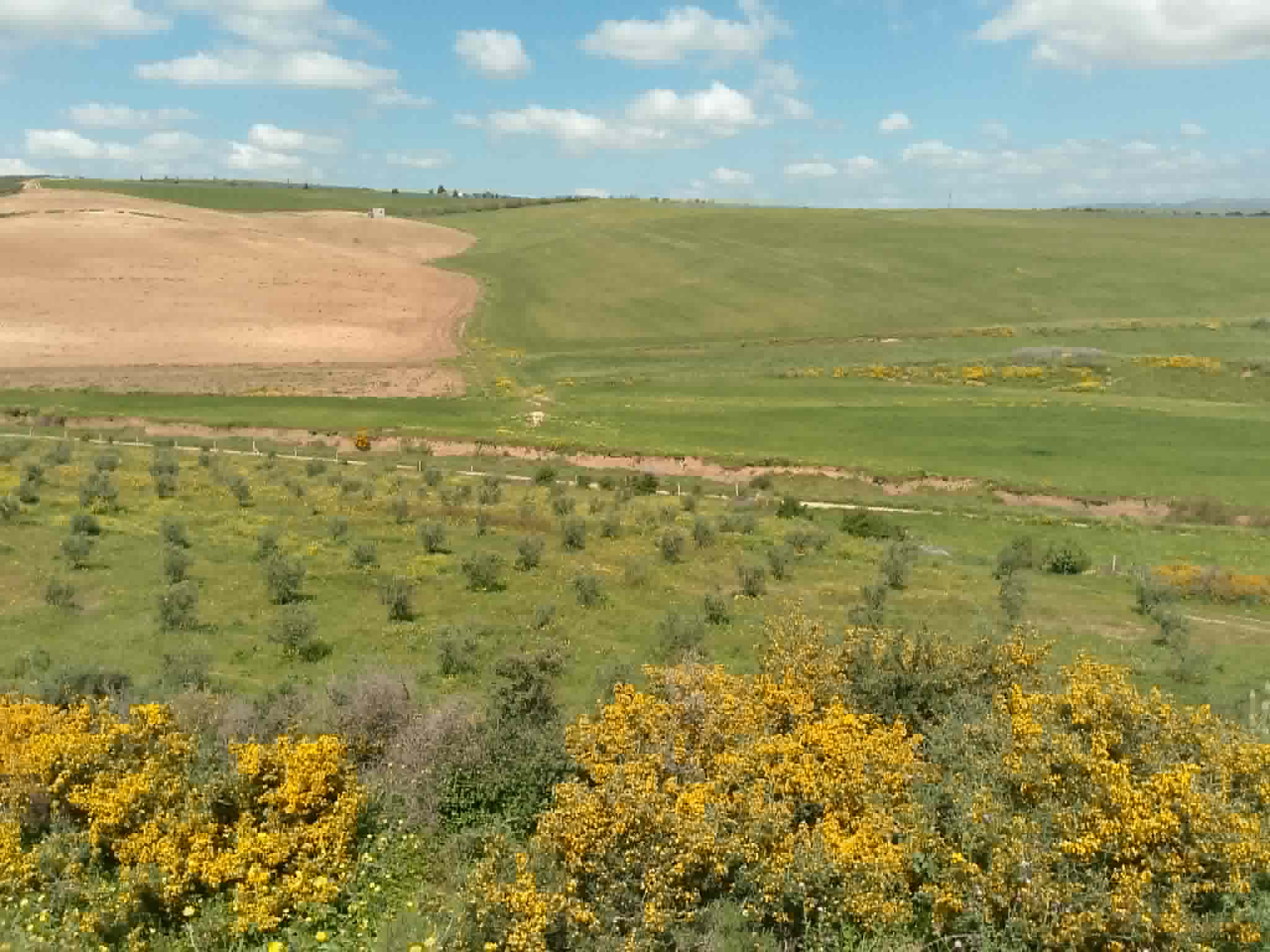 Terrain agricole avec amandiers