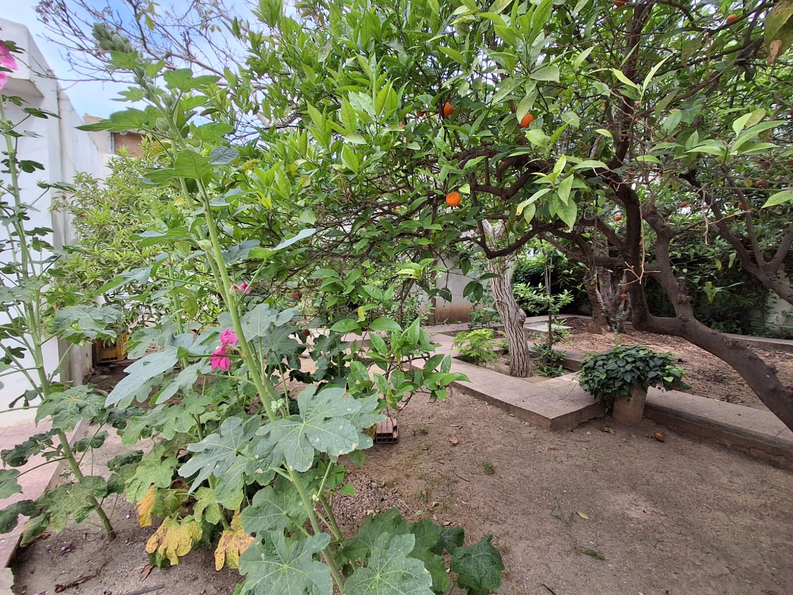 Villa à rénover à la marsa