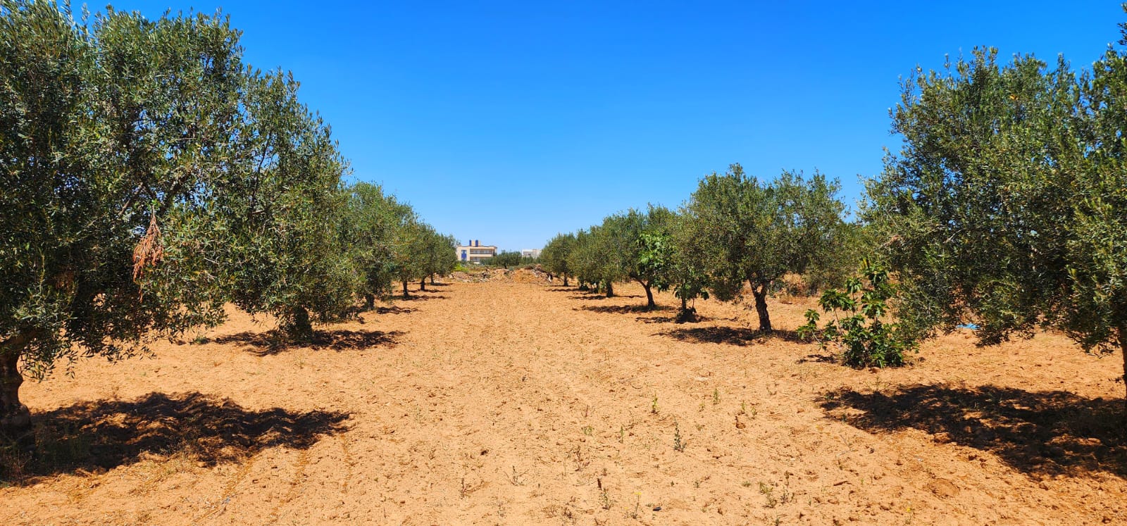 Terrain 8 lots ghennada monastir titre bleu