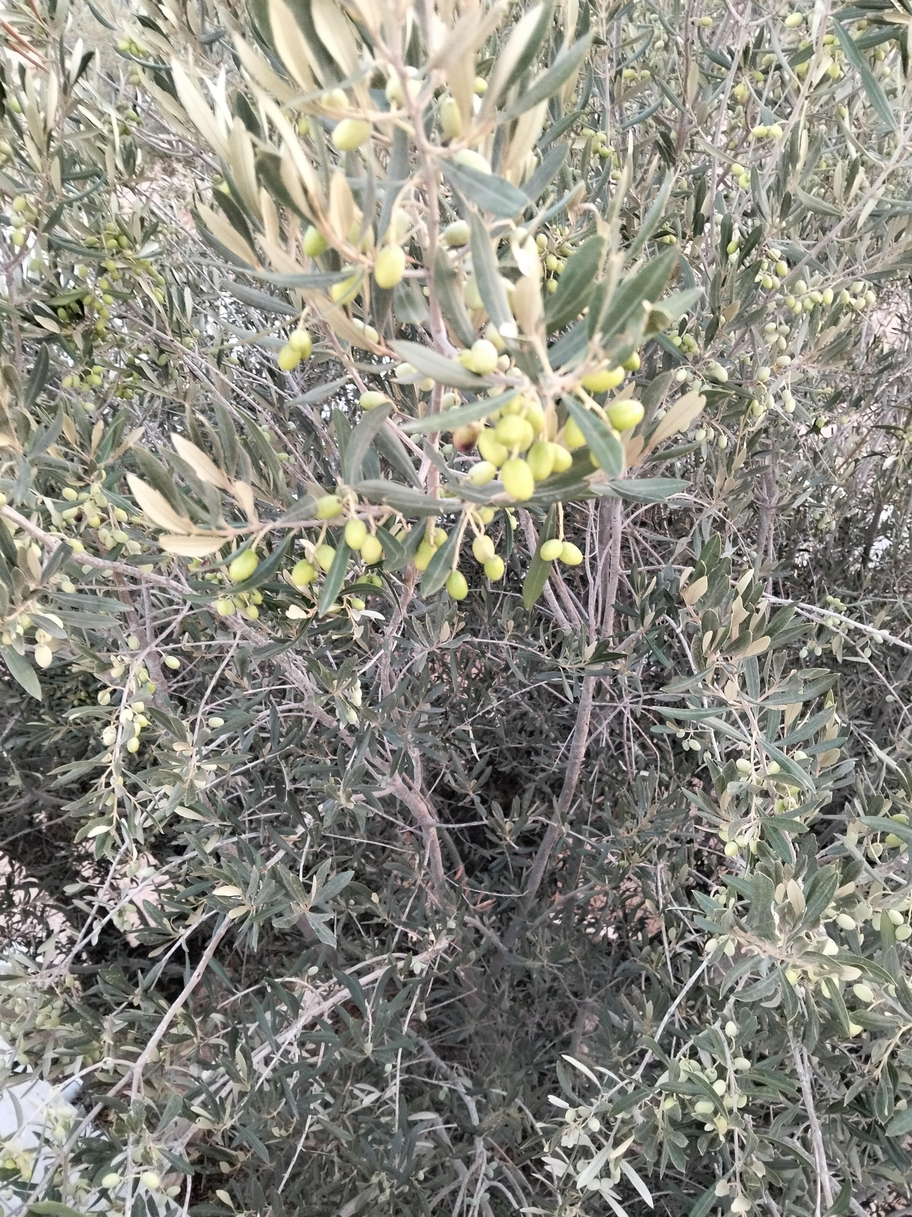 Ceuillette des olives